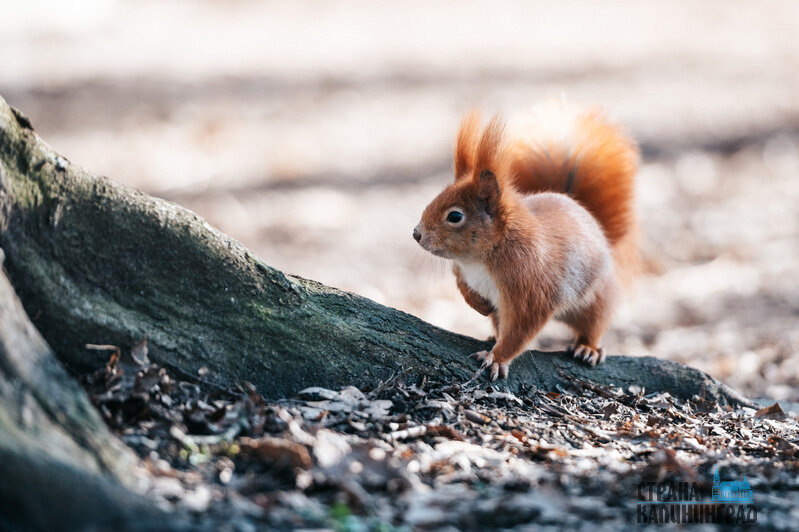 Белки в объективе  - 7 фактов из жизни обитателей лесов и парков Калининграда | Фото: Александр Мелехов