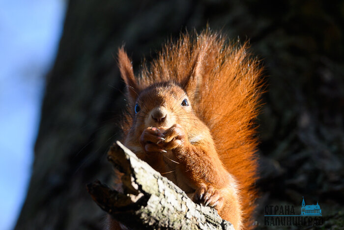Белки в объективе  - 7 фактов из жизни обитателей лесов и парков Калининграда | Фото: Александр Мелехов