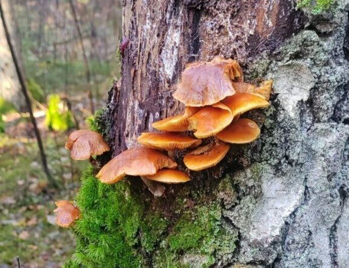 А эту колонию фламмулины Анна нашла в Светловском районе | Фото: Анна