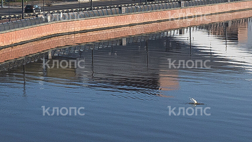 «Это не животное»: калининградский биолог поделился своей версией природы фонтанчика на Преголе   - Новости Калининграда | Фото: Александр Подгорчук / «Клопс»