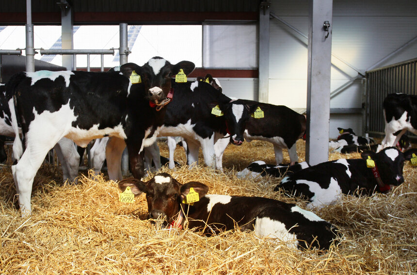 Основной объём молока производится крупными организациями.  | Фото: архив «СК»