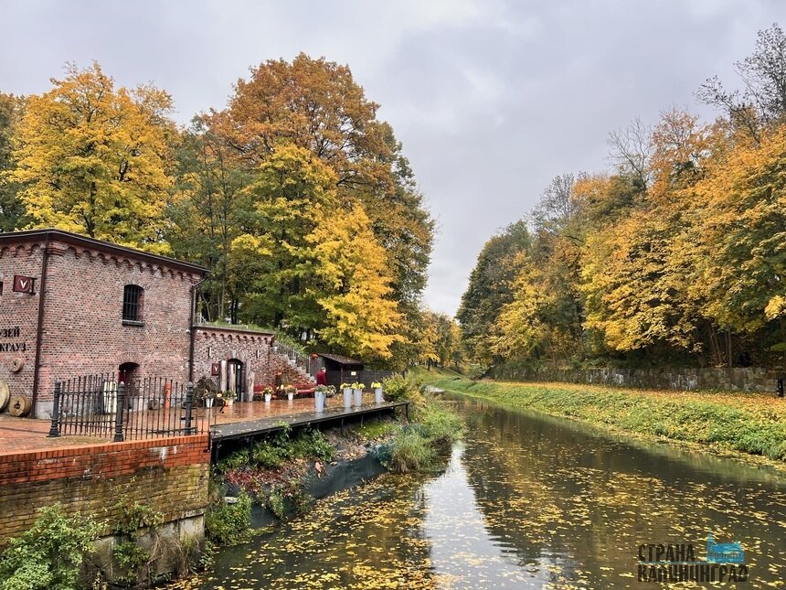 Осенние краски в Калининграде ещё радуют глаз. | Фото: Оксана Сазонова