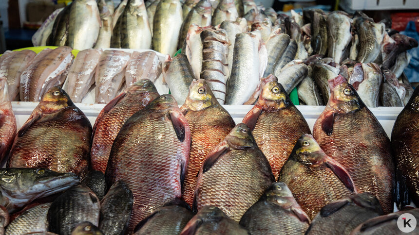 «Ты пощады не проси, дорожают караси!»: музыкальный дайджест калининградских новостей за неделю (видео)   - Новости Калининграда | Фото: Александр Подгорчук / Архив «Клопс»