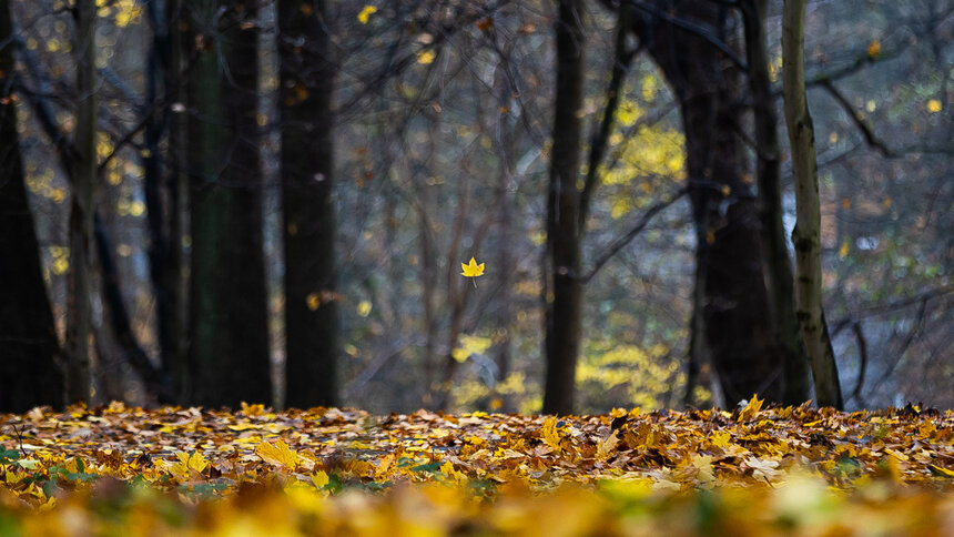 Ветер западный, умеренный до сильного: синоптики рассказали о погоде в Калининграде в пятницу - Новости Калининграда | Фото: Александр Подгорчук / «Клопс»