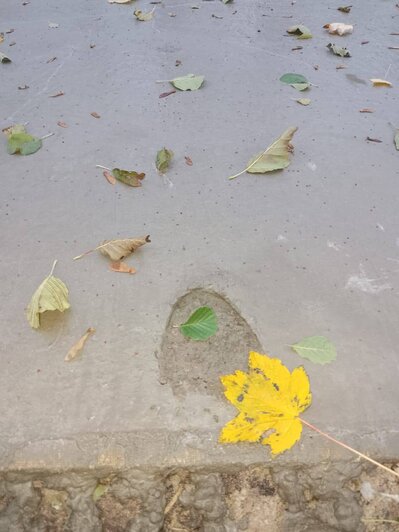 Гости Куршской косы прогулялись по свежему бетону на велодорожке и оставили следы, нацпарк просит так не делать   - Новости Калининграда | Фото: телеграм-канал национального парка «Куршская коса» 