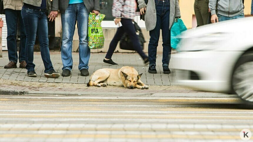 В Мамоново будут очищать улицы от бездомных животных  - Новости Калининграда | Фото: Александр Подгорчук / Архив «Клопс»