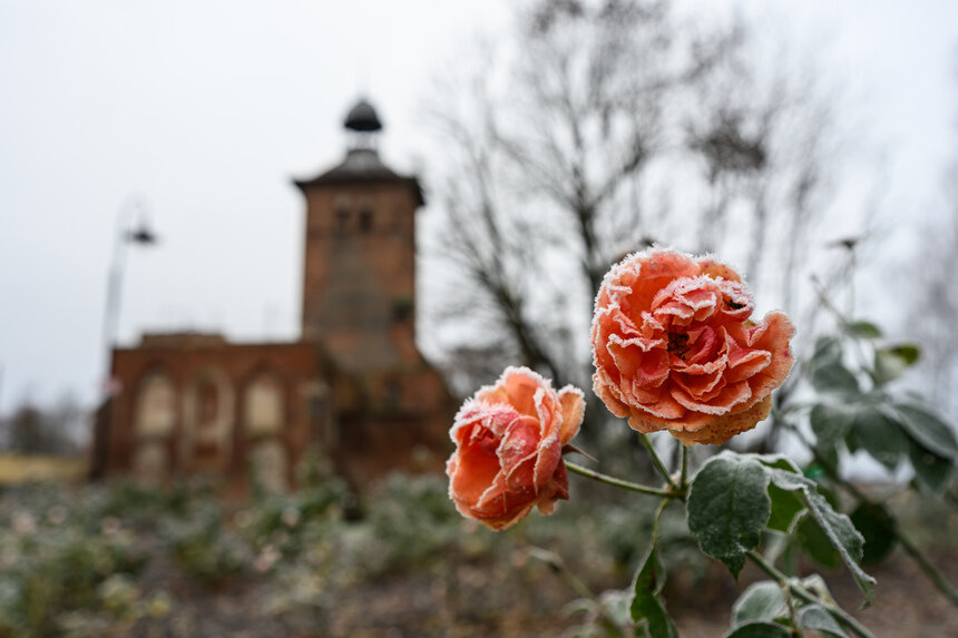 Знаменск, первые заморозки.  | Фото: Александр Мелехов