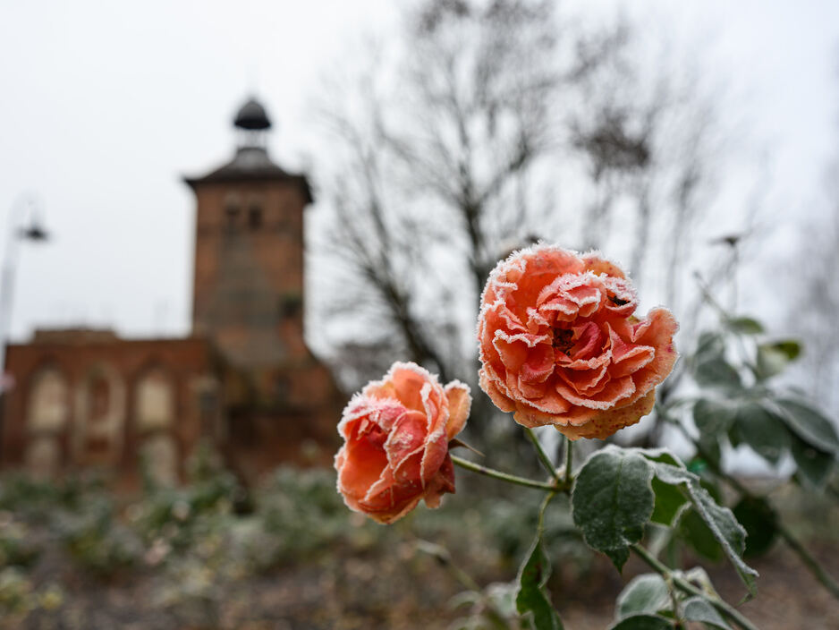 Знаменск, первые заморозки 