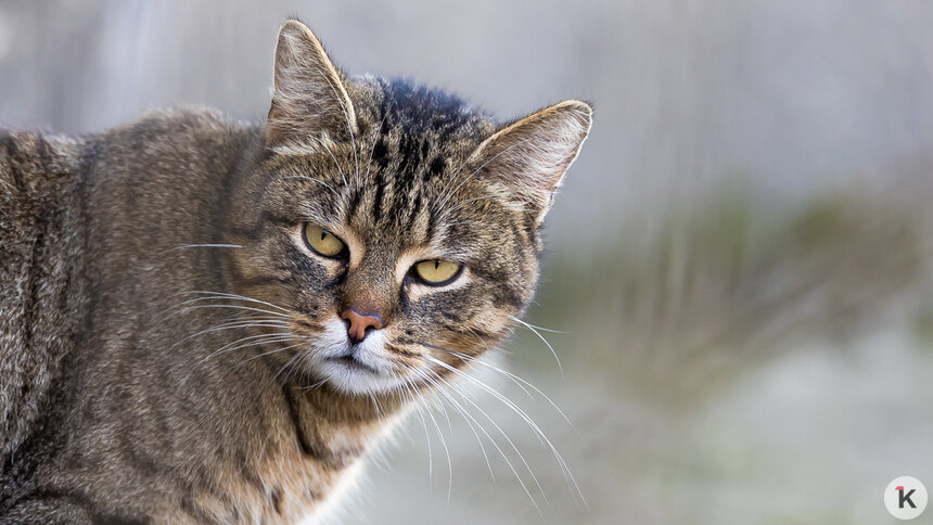 На Украине возмутились русскоязычной рекламой кошачьего корма   - Новости Калининграда | Фото: Александр Подгорчук / Архив «Клопс»