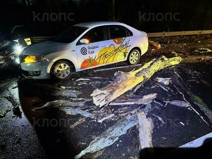 В Калининграде сбитое легковушкой дерево упало на дорогу, в препятствие врезалась машина доставки (фото) - Новости Калининграда | Фото очевидцев