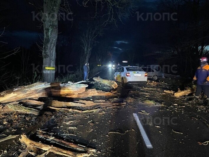 В Калининграде сбитое легковушкой дерево упало на дорогу, в препятствие врезалась машина доставки (фото) - Новости Калининграда | Фото очевидцев