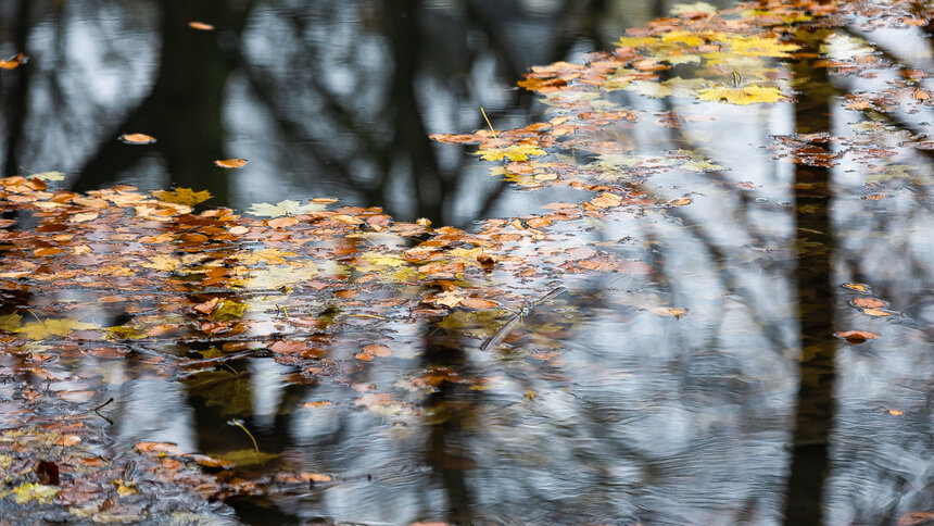 Дождь, туман и мокрый снег: синоптики спрогнозировали погоду в Калининграде и области на вторник - Новости Калининграда | Фото: Александр Подгорчук / Архив «Клопс»