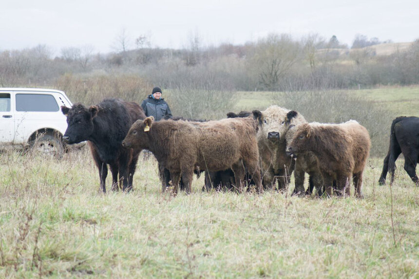 Вот такой мохнатый рогатый скот появился в Озёрском округе.  | Фото: пресс-служба Правительства Калининградской области