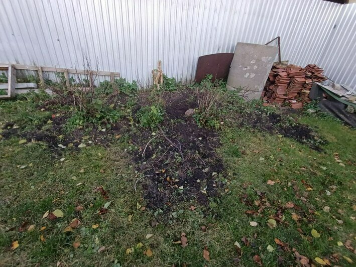 В Рыбачьем на Куршской косе стадо кабанов выломало забор, чтобы поживиться корешками и яблоками (фото)   - Новости Калининграда | Фото: «Клопс»