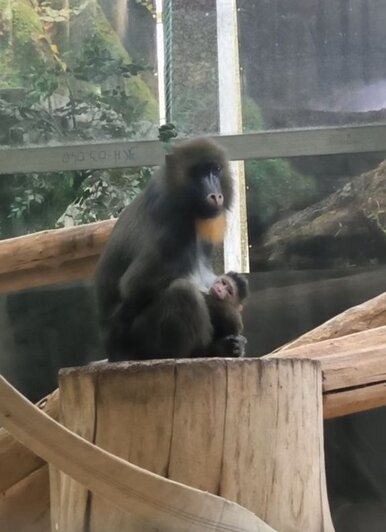 В Калининградском зоопарке впервые за 20 лет родился детёныш мандрила (фото) - Новости Калининграда | фото: Калининградский зоопарк