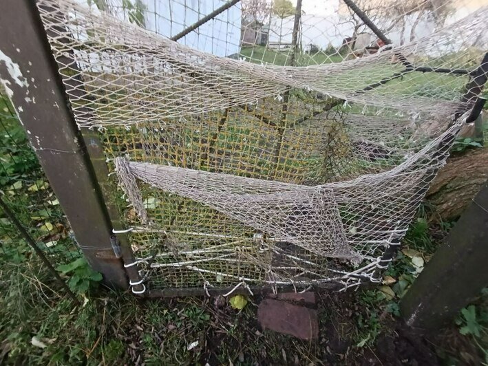 В Рыбачьем на Куршской косе стадо кабанов выломало забор, чтобы поживиться корешками и яблоками (фото)   - Новости Калининграда | Фото: «Клопс»