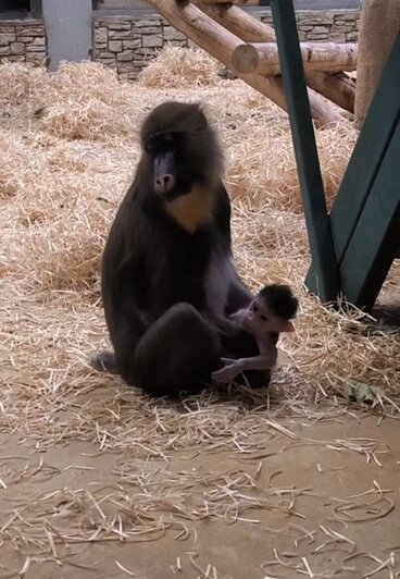 В Калининградском зоопарке впервые за 20 лет родился детёныш мандрила (фото) - Новости Калининграда | фото: Калининградский зоопарк