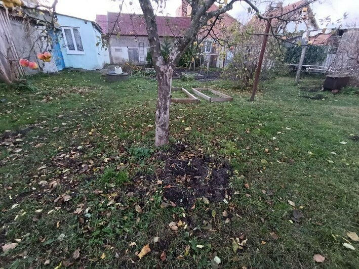 В Рыбачьем на Куршской косе стадо кабанов выломало забор, чтобы поживиться корешками и яблоками (фото)   - Новости Калининграда | Фото: «Клопс»