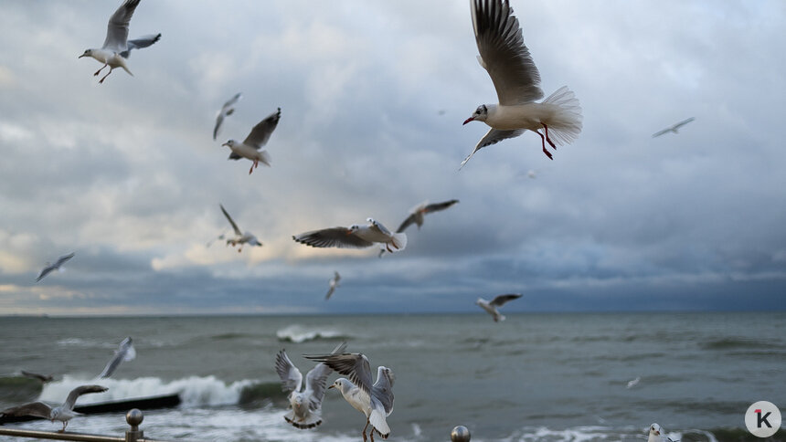 Погода в Калининграде и области в четверг - Новости Калининграда | Фото: Александр Подгорчук / «Клопс»