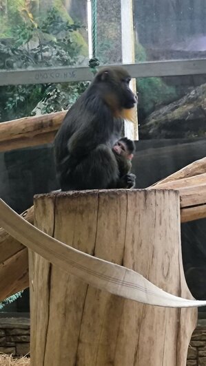 В Калининградском зоопарке впервые за 20 лет родился детёныш мандрила (фото) - Новости Калининграда | фото: Калининградский зоопарк