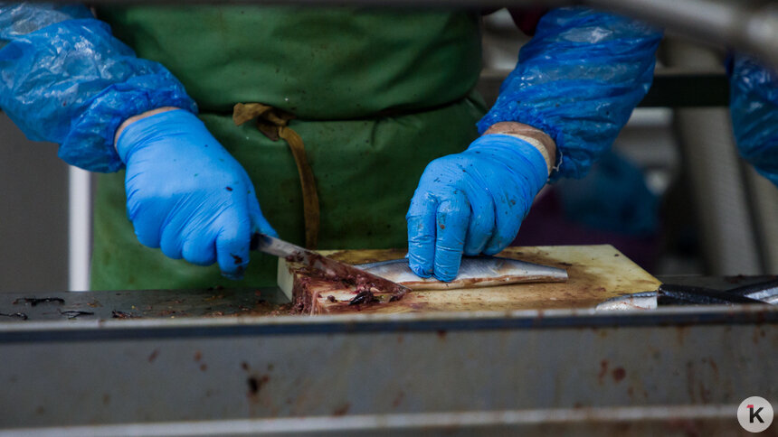 В Калининградской области за 9 месяцев 2025 объёмы переработки рыбы выросли на 13,3% - Новости Калининграда | Фото: Александр Подгорчук / Архив «Клопс»