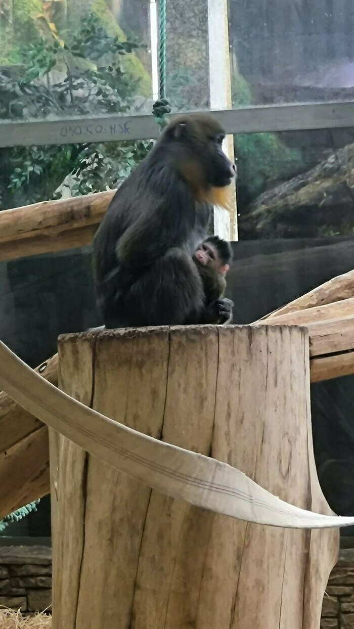 Маленький мандрил очаровательно выглядывает из-под шерсти матери. | Фото: пресс-служба зоопарка