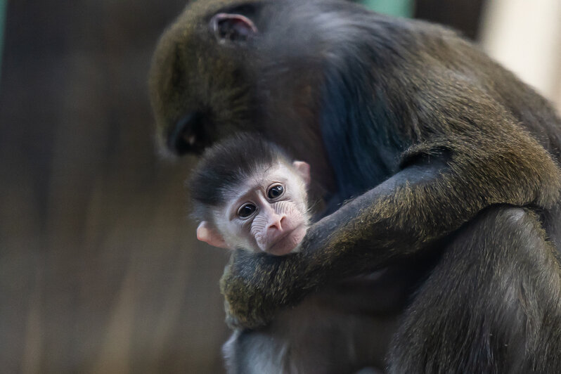 У экстравагантной пары родился малыш: фоторепортаж о жизни семейства мандрилов из Калининградского зоопарка    - Новости Калининграда | Фото: Александр Подгорчук / «Клопс»