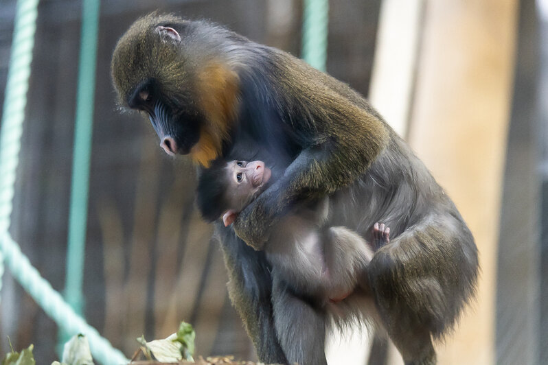 У экстравагантной пары родился малыш: фоторепортаж о жизни семейства мандрилов из Калининградского зоопарка    - Новости Калининграда | Фото: Александр Подгорчук / «Клопс»