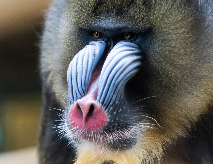 У экстравагантной пары родился малыш: фоторепортаж о жизни семейства мандрилов из Калининградского зоопарка    - Новости Калининграда | Фото: Александр Подгорчук / «Клопс»