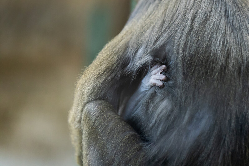 У экстравагантной пары родился малыш: фоторепортаж о жизни семейства мандрилов из Калининградского зоопарка    - Новости Калининграда | Фото: Александр Подгорчук / «Клопс»