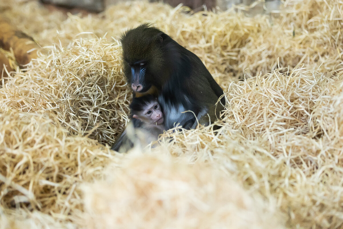 У экстравагантной пары родился малыш: фоторепортаж о жизни семейства мандрилов из Калининградского зоопарка    - Новости Калининграда
