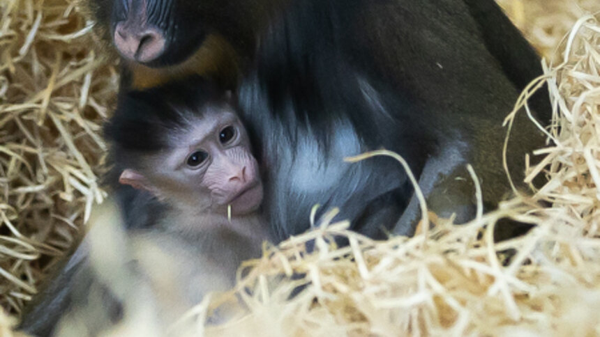 У экстравагантной пары родился малыш: фоторепортаж о жизни семейства мандрилов из Калининградского зоопарка    - Новости Калининграда