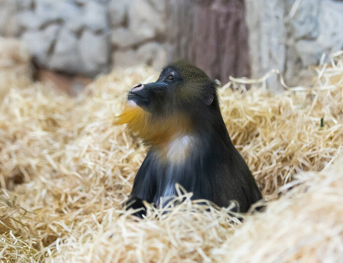 У экстравагантной пары родился малыш: фоторепортаж о жизни семейства мандрилов из Калининградского зоопарка    - Новости Калининграда | Фото: Александр Подгорчук / «Клопс»