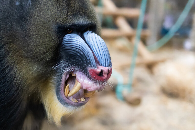 У экстравагантной пары родился малыш: фоторепортаж о жизни семейства мандрилов из Калининградского зоопарка    - Новости Калининграда | Фото: Александр Подгорчук / «Клопс»