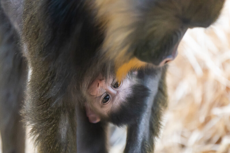 У экстравагантной пары родился малыш: фоторепортаж о жизни семейства мандрилов из Калининградского зоопарка    - Новости Калининграда | Фото: Александр Подгорчук / «Клопс»