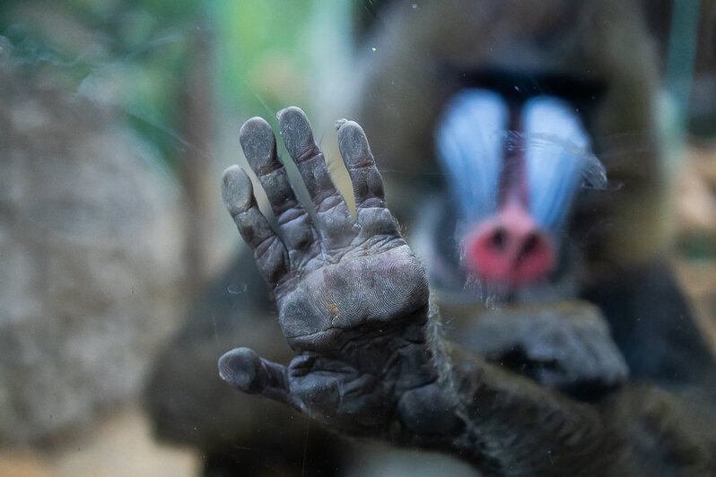 У экстравагантной пары родился малыш: фоторепортаж о жизни семейства мандрилов из Калининградского зоопарка    - Новости Калининграда | Фото: Александр Подгорчук / «Клопс»
