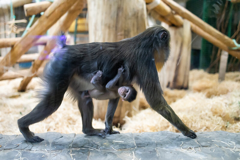 У экстравагантной пары родился малыш: фоторепортаж о жизни семейства мандрилов из Калининградского зоопарка    - Новости Калининграда | Фото: Александр Подгорчук / «Клопс»