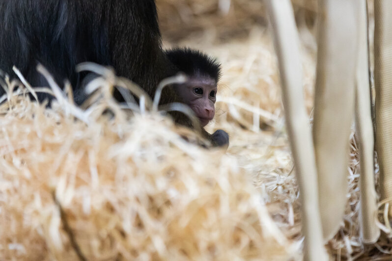 У экстравагантной пары родился малыш: фоторепортаж о жизни семейства мандрилов из Калининградского зоопарка    - Новости Калининграда | Фото: Александр Подгорчук / «Клопс»