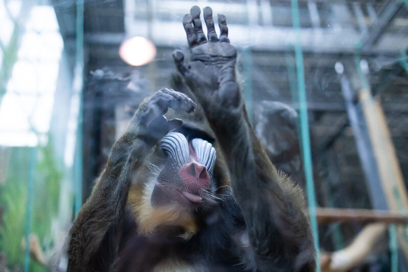 У экстравагантной пары родился малыш: фоторепортаж о жизни семейства мандрилов из Калининградского зоопарка    - Новости Калининграда | Фото: Александр Подгорчук / «Клопс»