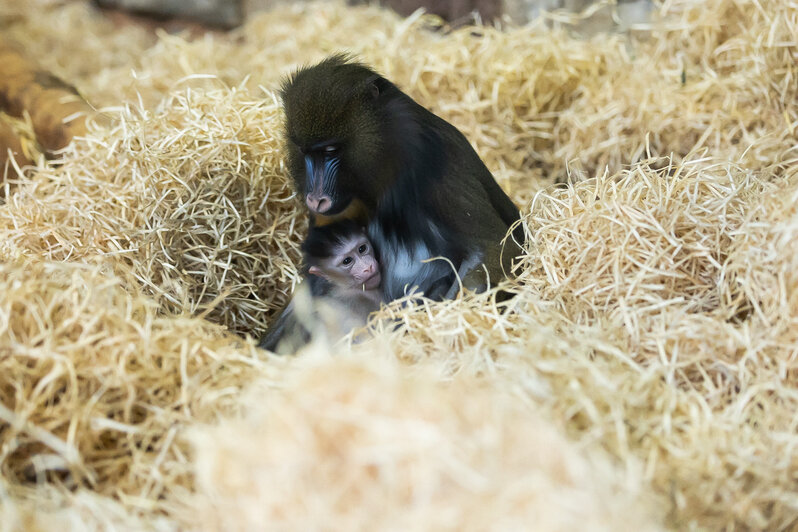 У экстравагантной пары родился малыш: фоторепортаж о жизни семейства мандрилов из Калининградского зоопарка    - Новости Калининграда | Фото: Александр Подгорчук / «Клопс»