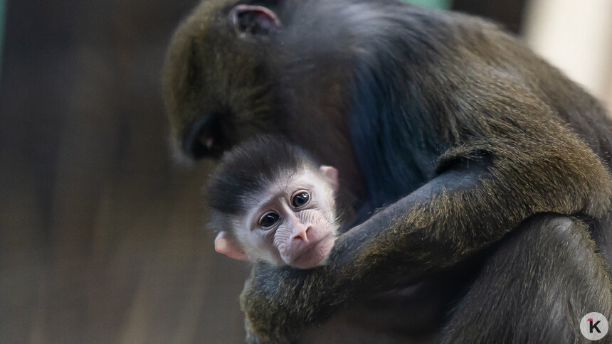 «В зоопарке грустно было без детёныша мандрила»: музыкальный дайджест калининградских новостей за неделю (видео)  - Новости Калининграда | Фото: Александр Подгорчук / Архив «Клопс»