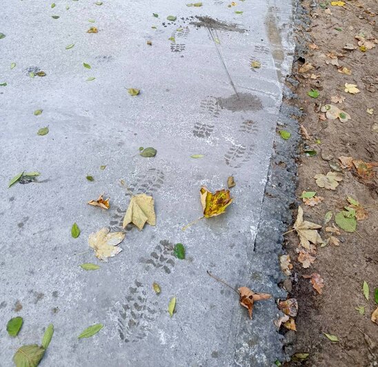 Гости Куршской косы продолжают топтаться по строящейся велодорожке, несмотря на просьбы нацпарка - Новости Калининграда | Фото: телеграм-канал национального парка «Куршская коса»