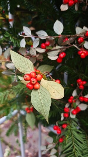 В калининградском ботаническом саду открылся портал в Нарнию (фото)   - Новости Калининграда | Фото: Ботсад БФУ им. И. Канта
