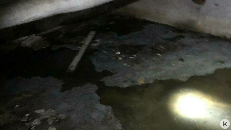 «Ловим комаров пылесосом»: из-за затопленного подвала в жилом доме в Калининграде — вонь и тучи насекомых (видео)   - Новости Калининграда | Фото: очевидец