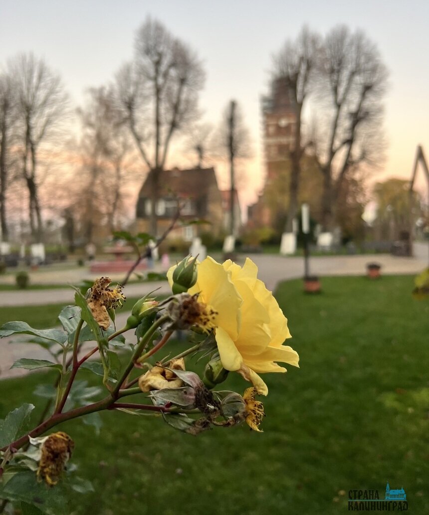 В хмуром ноябре в Калининграде все ещё можно любоваться яркими красками природы. | Фото: Оксана Сазонова