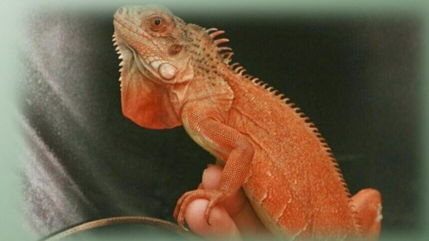 В Россельхознадзоре рассказали, как игуану Эльзу в Москву провожали - Новости Калининграда | Фото: пресс-служба Россельхознадзора по Калининградской области