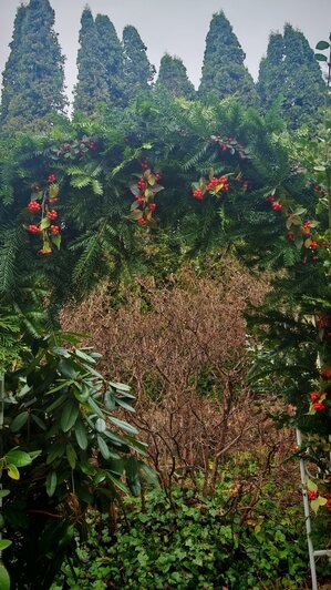 В калининградском ботаническом саду открылся портал в Нарнию (фото)   - Новости Калининграда | Фото: Ботсад БФУ им. И. Канта