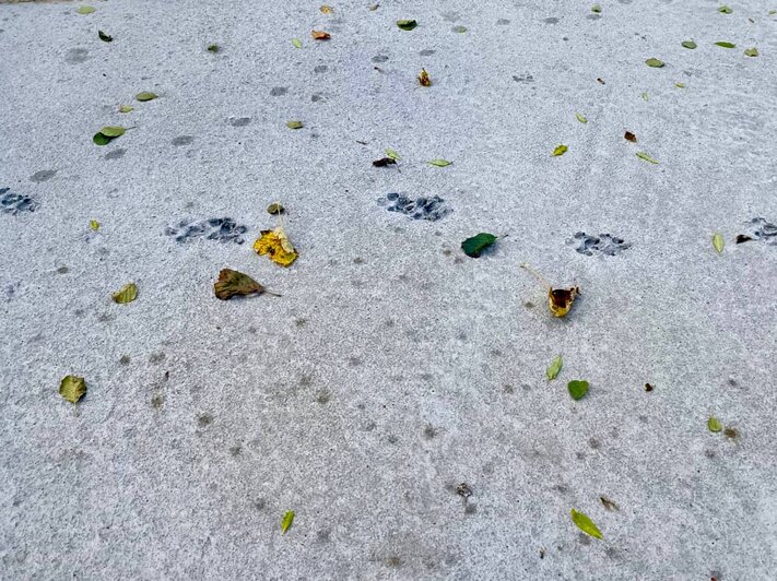 Гости Куршской косы продолжают топтаться по строящейся велодорожке, несмотря на просьбы нацпарка - Новости Калининграда | Фото: телеграм-канал национального парка «Куршская коса»