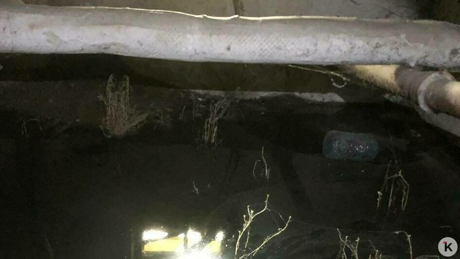 «Ловим комаров пылесосом»: из-за затопленного подвала в жилом доме в Калининграде — вонь и тучи насекомых (видео)   - Новости Калининграда | Фото: очевидец