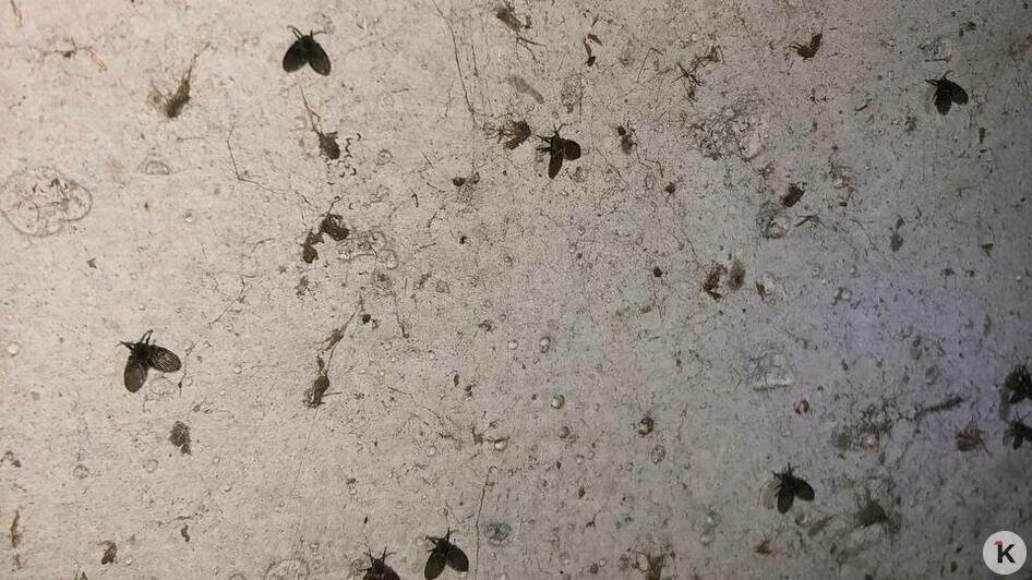 «Ловим комаров пылесосом»: из-за затопленного подвала в жилом доме в Калининграде — вонь и тучи насекомых (видео)   - Новости Калининграда | Фото: очевидец